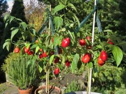 Seme povrća: Chilli drvo - Rocoto Manzano (10 semenki) višegodišnji