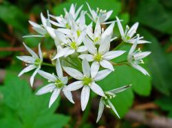 Seme začina i lekovitih biljaka: Medveđi luk - Allium ursinium (50 semenki)