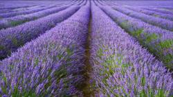 Začini i lekovito bilje: Lavanda Angustifolia Vera (800 semenki)
