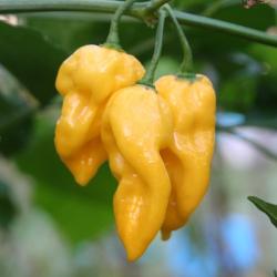 Seme povrća: Chilli Habanero Limon (25 semenki)