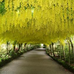 Seme žbunastih vrsta: Golden rain - Laburnum anagyroides (10 semenki) Zlatna kiša