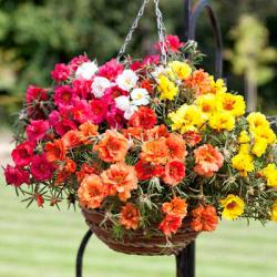 Seme cveća: Prkos Mix - Portulaca Grandiflora (10.000 semenki)