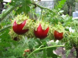 Seme povrća: Paradajz Litchi (100 semenki)
