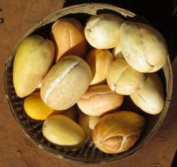 Seme voća: Mirišljava eksplodirajuća dinja (150 semenki)