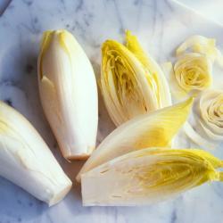 Seme povrća: Cikorija Belgian Endive Brussels (1000 semenki) 