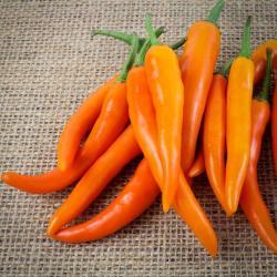 Seme povrća: Chilli Paprika Bulgarian Carrot (15 semenki)