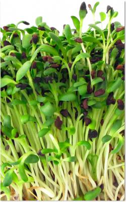 Seme povrća: Lucerka organsko seme za mikrobilje (30gr.)