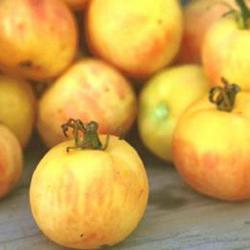 Seme povrća: Paradajz Baštenska Breskva (50 semenki) Garden Peach