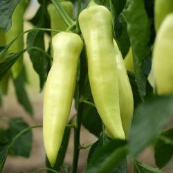 Seme povrća: Paprika slatka Blanketa (150 semenki) rana sorta