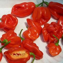 Seme povrća: Chilli Habanero Tobago Seasoning (15 semenki)