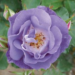 Seme žbunastih vrsta: Ruža penjačica svetlo plava (20 semenki)