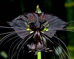 Seme cveća: Black Bat Tacca - Biljka šišmiš (5 semenki)