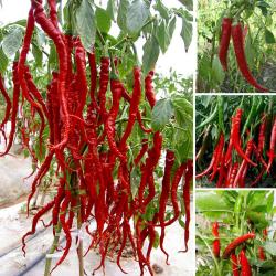 Seme povrća: Chilli Cobra (40 semenki) umereno ljuto