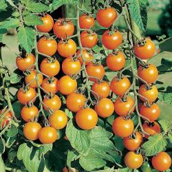 Seme povrća: Cherry Paradajz Orange (250 semenki)