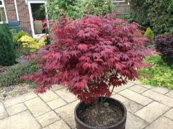 Seme drveća: Acer Palmatum Atropurpureum (25 semenki)