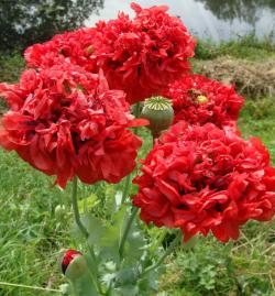 Seme cveća: Ukrasni Mak Crveni (4000 semenki) Poppy Papaver Paeoniflorum Red