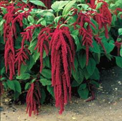 Seme cveća: Amaranthus Caudatus (1250 semenki)