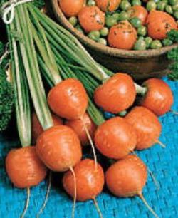 Seme povrća: Šargarepa Pariser Markt (3000 semenki)