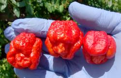 Seme povrća: Trinidad Moruga Scorpio CRVENI (30 semenki) ekstremno ljut! 