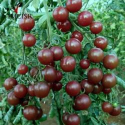 Seme povrća: Black - Crni Cherry Paradajz (350 semenki)