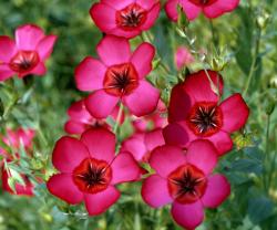 Seme cveća: Ukrasni Lan crveni (500 semenki) Linum Grandiflorum rubrum 