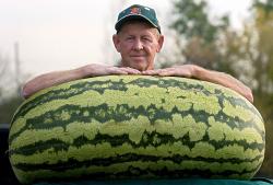 Seme voća: Džinovska Lubenica Carolina Cross (10 semenki) Giant Watermelon - najveća lubenica na svetu