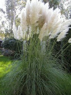 Seme žbunastih vrsta: Cortaderia Selloana WHITE - beli (50 semenki)