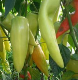 Seme povrća: Slatka Paprika duga bela (150 semenki)