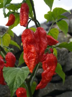 Seme povrća: Chilli Bhut Jolokia RED - CRVENA (25 semenki)