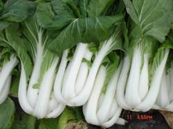 Seme povrća: Pak Choi (700 semenki)
