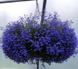 Seme cveća: Lobelia Erinus Sapphire (3000 semenki)
