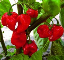 Seme povrća: Chilli Habanero Crveni - RED (30 semenki) višegodišnji, izuzetno ljut 