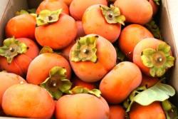 Seme voća: Asian Persimmon - Kaki (10 semenki)