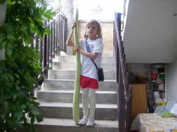 Seme povrća: Lagenaria siceraria provar. turbinata (10 semenki)