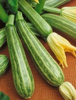 Seme povrća: Italijanski cukini (20 semenki)
