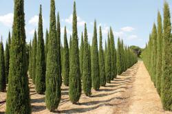 Seme drveća: Cupressus sempervirens `Stricta` (50 semenki) Piramidal