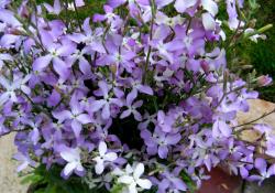 Seme cveća: Noćna Frajla Mix (1500 semenki) Matthiola Longipetala 