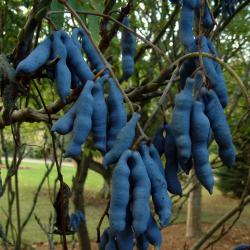 Seme voća: Plavi krastavac (10 semenki) Decaisnea Fargesii