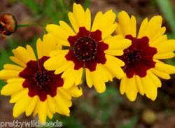 Seme cveća: Carsko oko (Coreopsis tinctoria) 4000 semenki