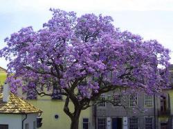 Seme drveća: Paulownia Tomentosa (1000 semenki)