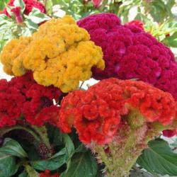 Seme cveća: Cockscomb Mix (1400 semenki) Celosia Argentea Cristata