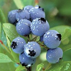 Seme voća: Borovnica - Američka visokožbunasta (100 semenki) Bilberry Vaccinium myrtillus 