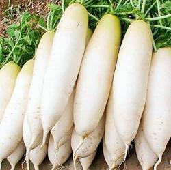 Seme povrća: Japanska džinovska rotkva Daikon (200 semenki)