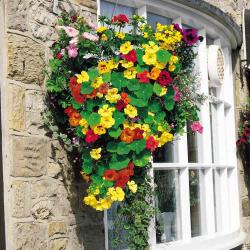 Seme cveća: Nasturtium Climbing Gleam Hybrids (15 semenki) Tropaeolum Majus