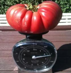 Seme povrća: Džinovski paradajz Brutus od 1kg! (150 semenki)