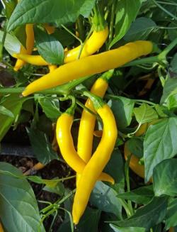 Seme povrća: Chilli Cayenne long slim žuti (30 semenki) yellow