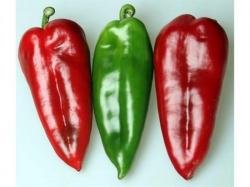 Seme povrća: Paprika Kurtovska Kapija (200 semenki)