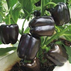 Seme povrća: Paprika slatka crna babura (15 semenki) Sweet Pepper Black Blocky