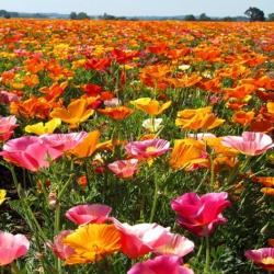 Seme cveća: California Poppy Ballerina Mix (1000 semenki) Kalifornijski mak