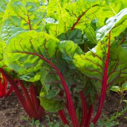 Seme povrća: Blitva - Swiss Chard Rhubarb Red (100 semenki)